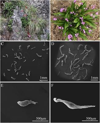 Roles of mycorrhizal fungi on seed germination of two Chinese medicinal orchids: need or do not need a fungus?
